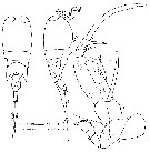 Espèce Corycaeus (Onychocorycaeus) agilis - Planche 13 de figures morphologiques