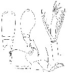 Espèce Farranula gracilis - Planche 9 de figures morphologiques