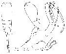 Espèce Farranula gracilis - Planche 10 de figures morphologiques
