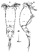 Species Corycaeus (Ditrichocorycaeus) minimus - Plate 6 of morphological figures