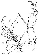 Espèce Corycaeus (Ditrichocorycaeus) minimus - Planche 8 de figures morphologiques