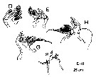 Espèce Corycaeus (Ditrichocorycaeus) minimus - Planche 9 de figures morphologiques
