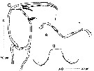 Espèce Corycaeus (Ditrichocorycaeus) minimus - Planche 10 de figures morphologiques