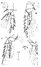 Espèce Corycaeus (Ditrichocorycaeus) minimus - Planche 11 de figures morphologiques