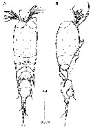 Species Corycaeus (Ditrichocorycaeus) minimus - Plate 12 of morphological figures