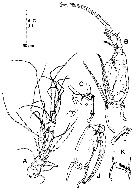 Espèce Corycaeus (Ditrichocorycaeus) minimus - Planche 14 de figures morphologiques