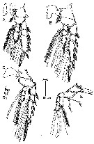 Espèce Corycaeus (Ditrichocorycaeus) minimus - Planche 16 de figures morphologiques
