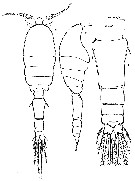 Species Speleophria mestrovi - Plate 1 of morphological figures