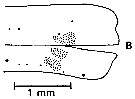 Espèce Euaugaptilus nodifrons - Planche 15 de figures morphologiques