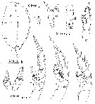 Espèce Xanthocalanus sp. - Planche 1 de figures morphologiques