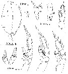 Species Xanthocalanus sp. - Plate 1 of morphological figures