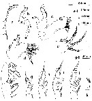 Species Tharybis magna - Plate 3 of morphological figures