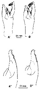 Espèce Paraeuchaeta erebi - Planche 5 de figures morphologiques