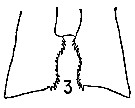 Espèce Calanus australis - Planche 12 de figures morphologiques