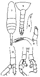 Espèce Euaugaptilus hecticus - Planche 7 de figures morphologiques