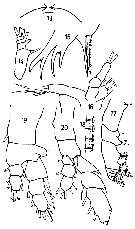 Espèce Euaugaptilus latifrons - Planche 5 de figures morphologiques