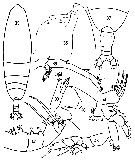 Espèce Haloptilus sp. - Planche 1 de figures morphologiques