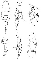 Species Heterostylites longicornis - Plate 11 of morphological figures