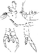 Espèce Mesorhabdus angustus - Planche 8 de figures morphologiques