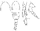 Espèce Lucicutia clausi - Planche 12 de figures morphologiques