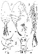 Species Mesocomantenna spinosa - Plate 1 of morphological figures