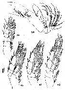 Species Mesocomantenna spinosa - Plate 3 of morphological figures