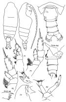 Espèce Pseudochirella formosa - Planche 1 de figures morphologiques