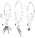 Species Paraeuchaeta pseudotonsa - Plate 11 of morphological figures