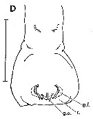 Espèce Paraeuchaeta tonsa - Planche 13 de figures morphologiques
