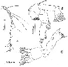 Espèce Paraeuchaeta tonsa - Planche 11 de figures morphologiques