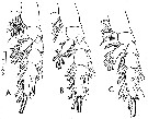 Espèce Paraeuchaeta tonsa - Planche 16 de figures morphologiques