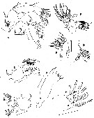 Species Paraeuchaeta antarctica - Plate 12 of morphological figures