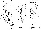 Species Paraeuchaeta tycodesma - Plate 6 of morphological figures