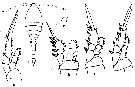Espce Oithona colcarva - Planche 3 de figures morphologiques