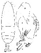 Espèce Haloptilus longicirrus - Planche 6 de figures morphologiques