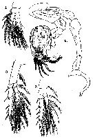 Species Stephos fultoni - Plate 2 of morphological figures