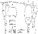 Espèce Ctenocalanus vanus - Planche 14 de figures morphologiques