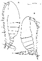 Espèce Nannocalanus minor - Planche 14 de figures morphologiques