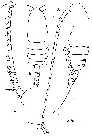 Species Neocalanus gracilis - Plate 14 of morphological figures