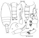 Espèce Pseudochirella mawsoni - Planche 4 de figures morphologiques