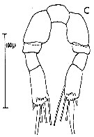 Espèce Calocalanus pavo - Planche 8 de figures morphologiques