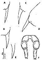 Espèce Clausocalanus lividus - Planche 17 de figures morphologiques