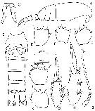 Espèce Clausocalanus pergens - Planche 14 de figures morphologiques