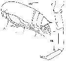 Species Aetideus armatus - Plate 9 of morphological figures