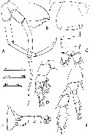 Espèce Chiridius poppei - Planche 9 de figures morphologiques