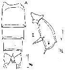 Espèce Scolecithricella abyssalis - Planche 6 de figures morphologiques