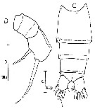 Espèce Scolecithricella vittata - Planche 16 de figures morphologiques
