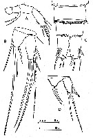Espèce Distioculus minor - Planche 6 de figures morphologiques