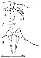 Espèce Acartia (Acartiura) discaudata - Planche 7 de figures morphologiques