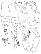 Espèce Pseudochirella obtusa - Planche 6 de figures morphologiques